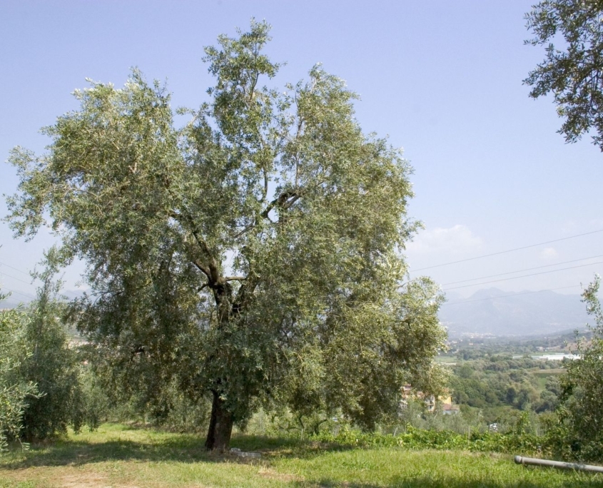 Olivo